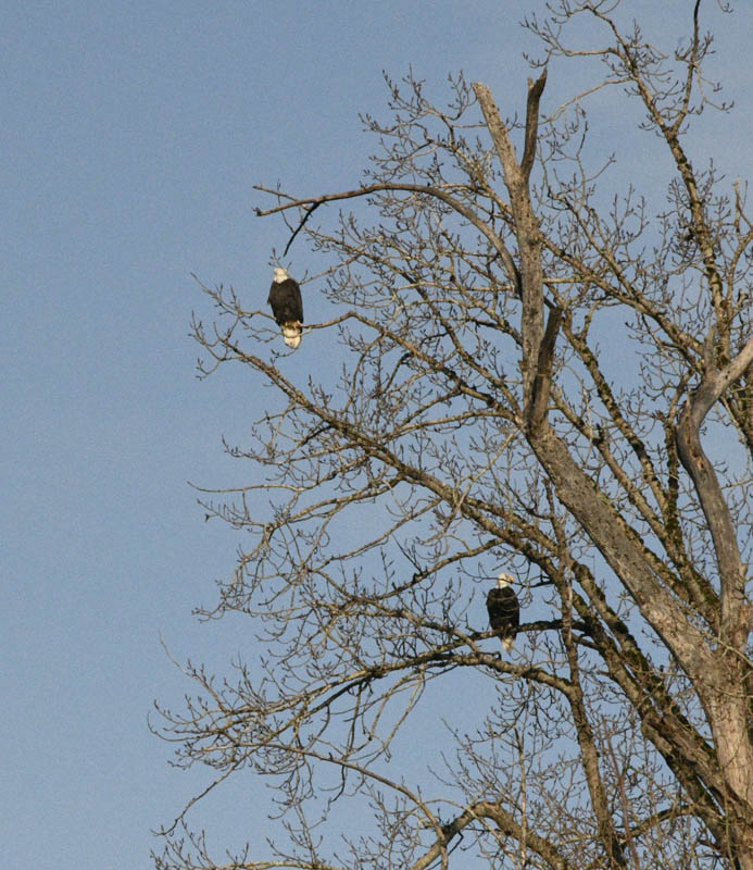 bald eagles lake sammamish park