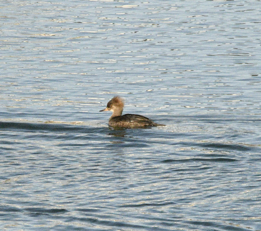 merganser amon creek