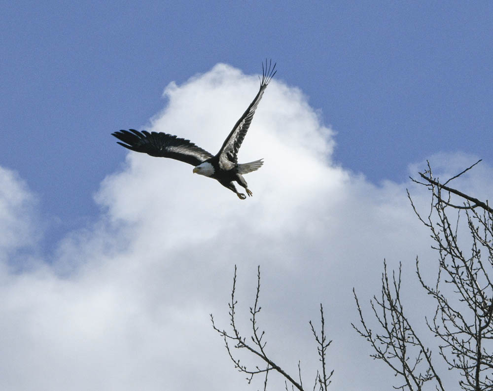 eagle lake sammamish
