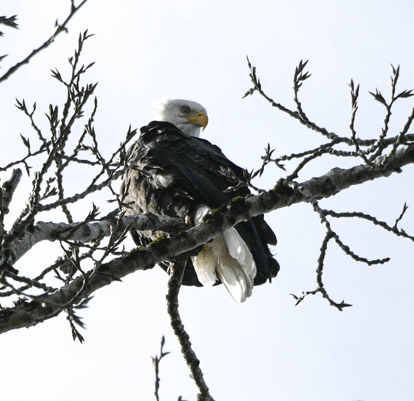 eagle lake sammamish