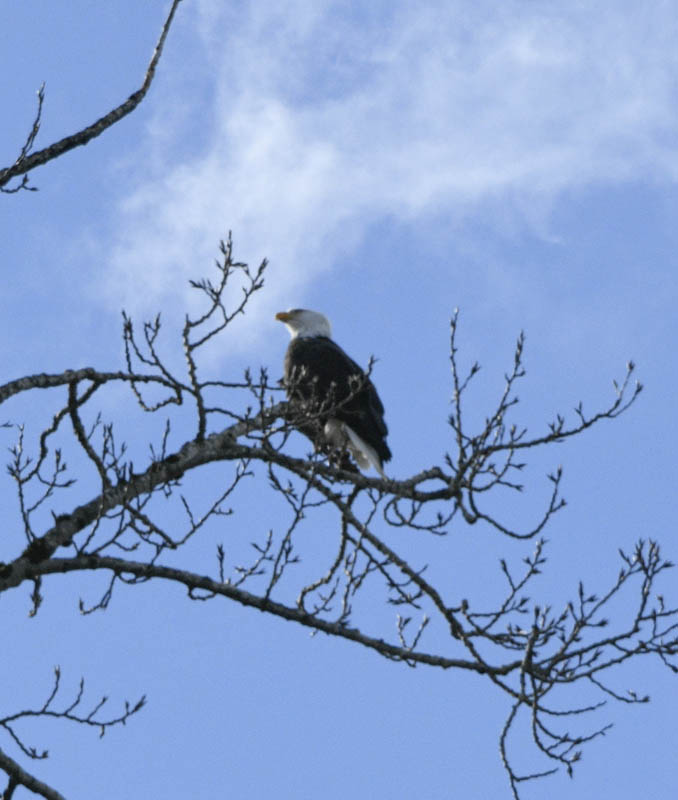 eagle lake sammamish