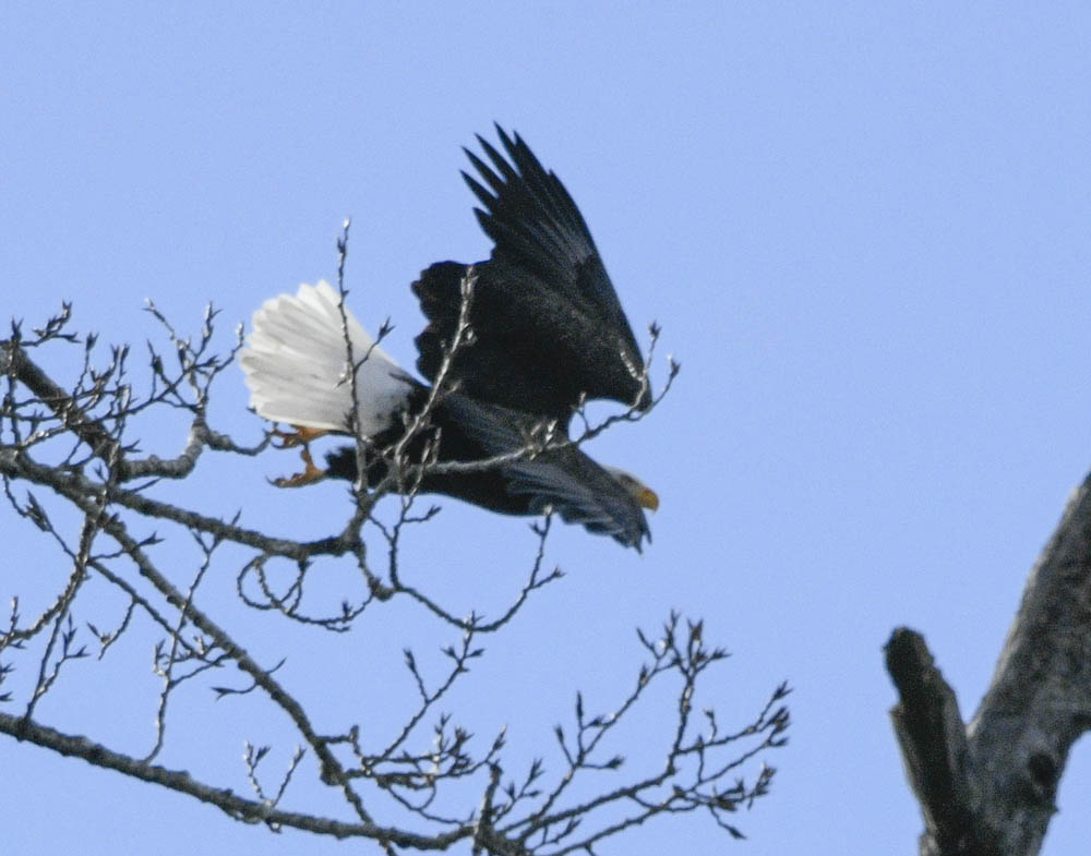 eagle lake sammamish