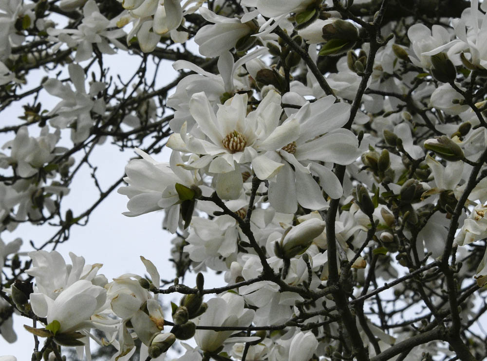 magnolia marymoor