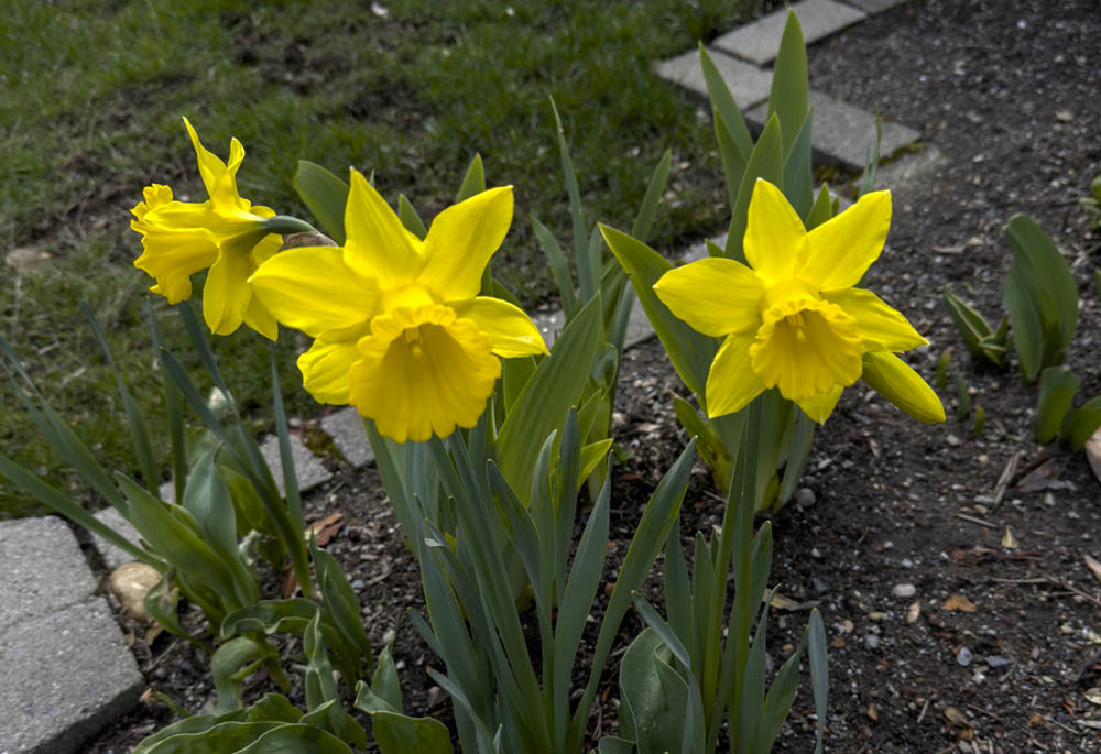 daffodils