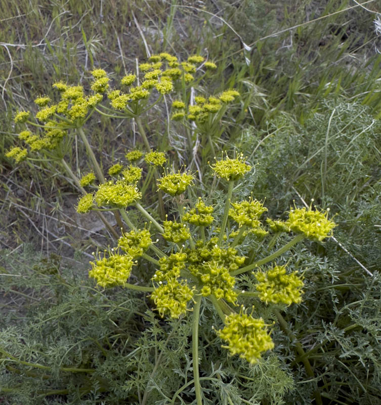 desert parsley