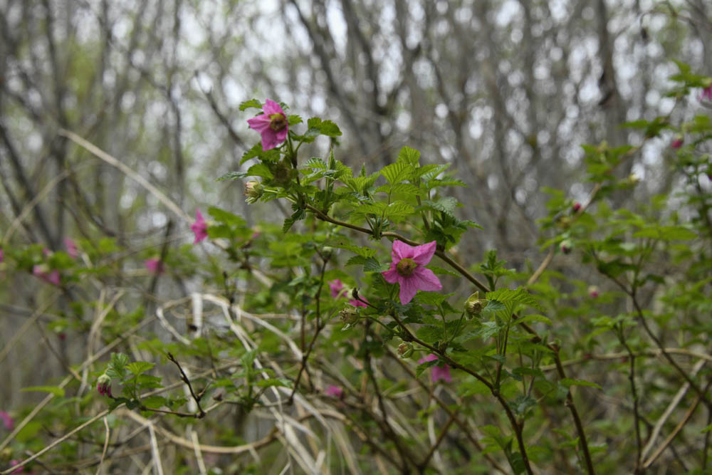 salmonberry
