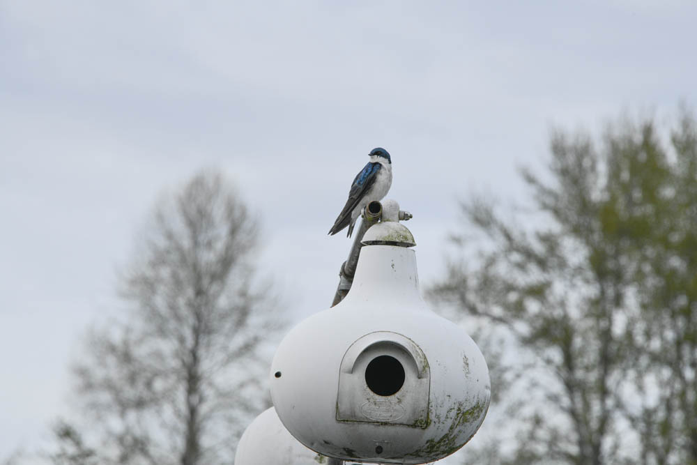 swallow sammamish river