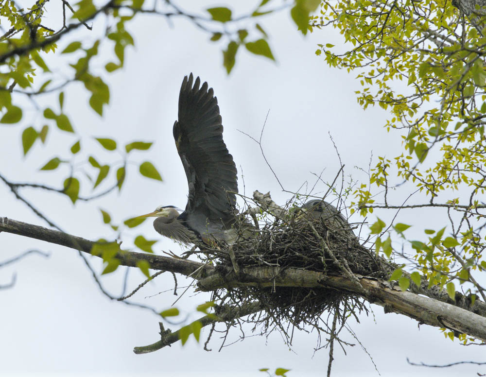 heron marymoor rookery