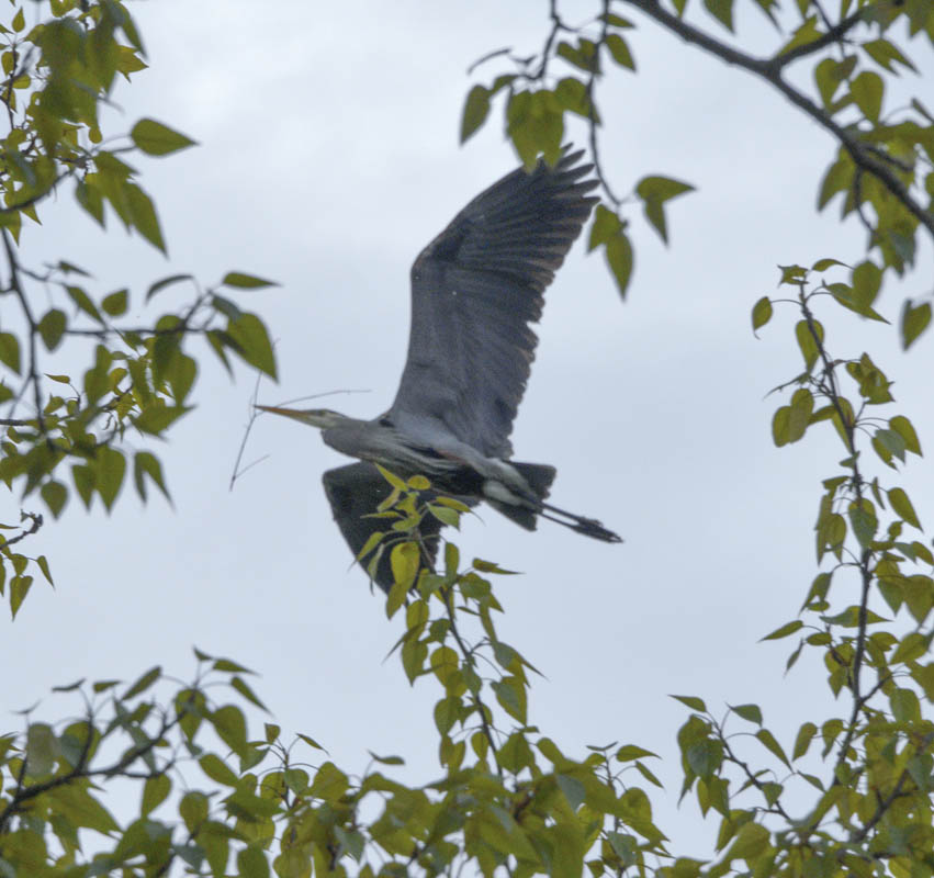 heron marymoor rookery