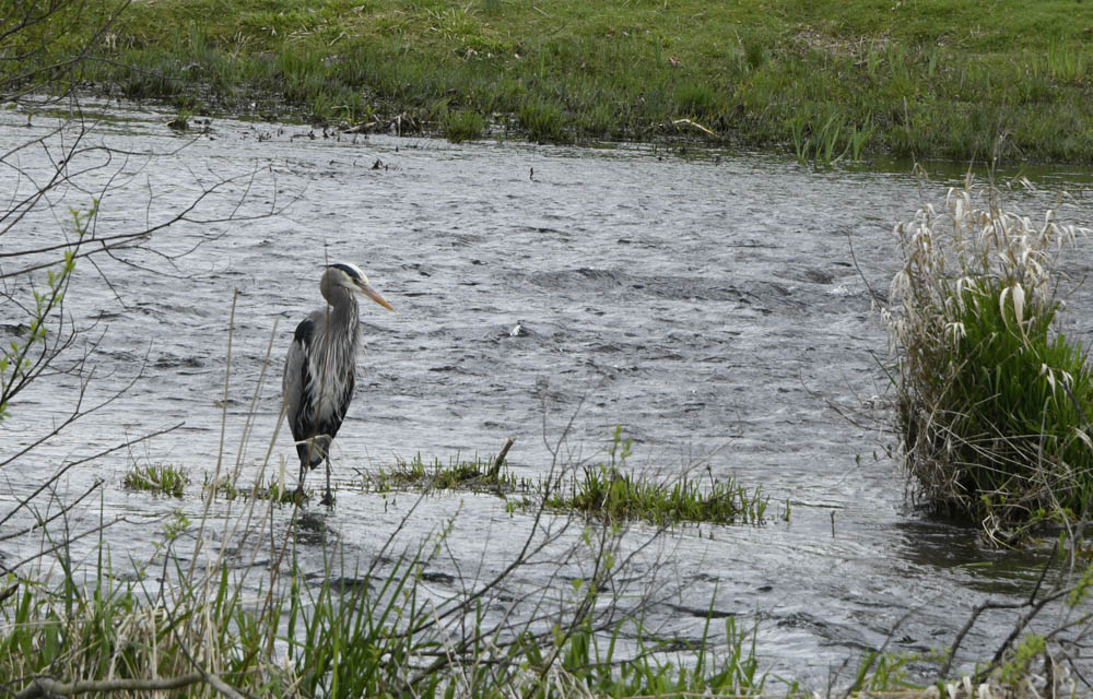 heron sammamish river