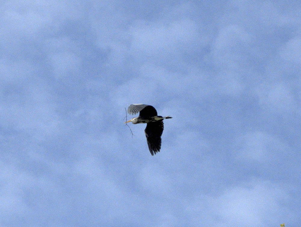 heron marymoor rookery