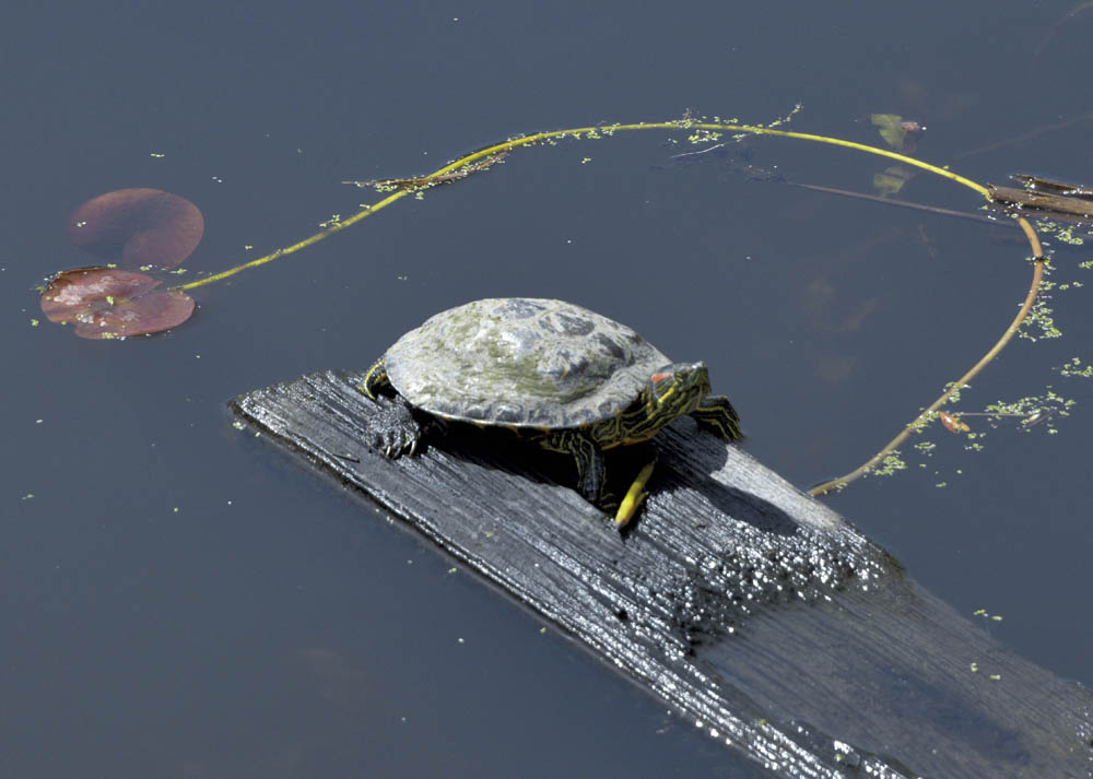 turtle juanita bay