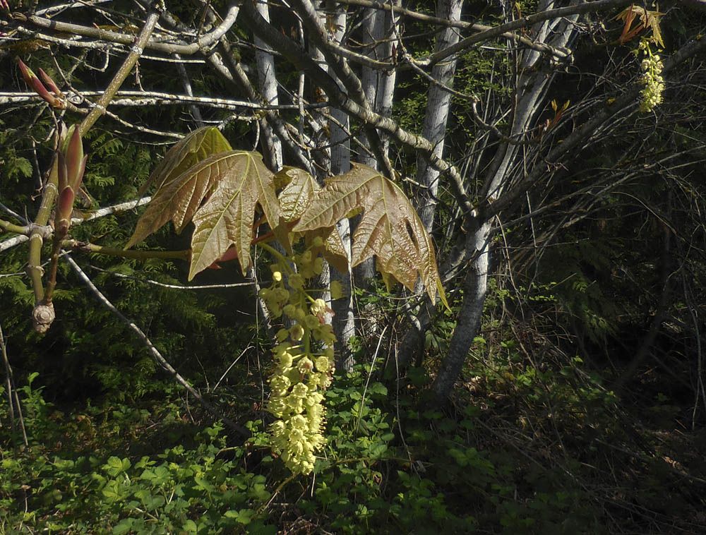 maple flower