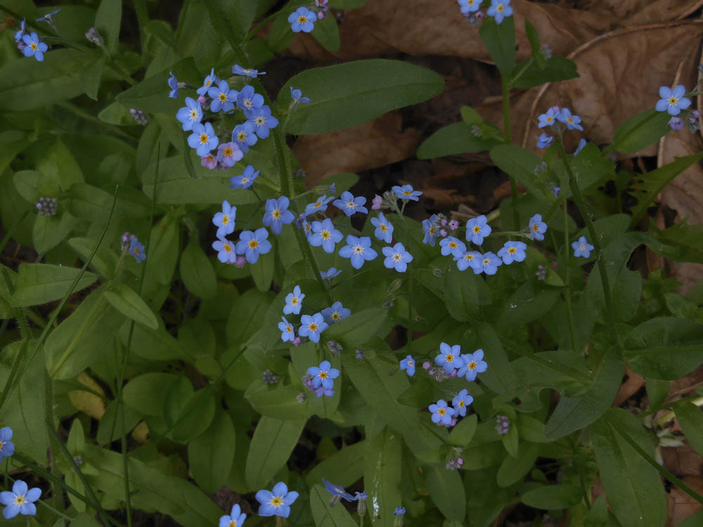 forget me not
