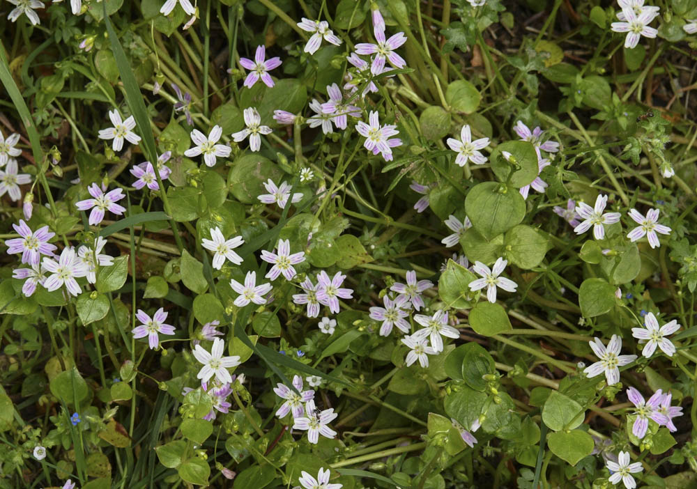 claytonia