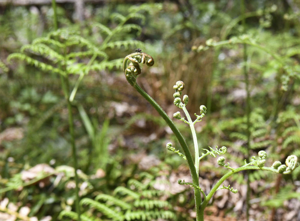 fly on bracken fern