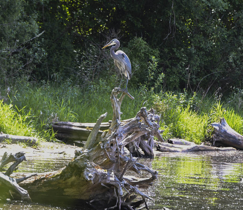 heron lake sammamish park