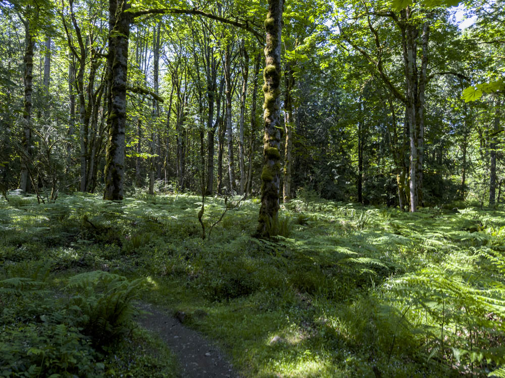bracken understory soaring eagle