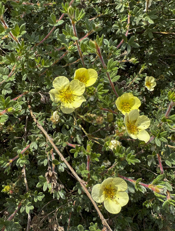 cinquefoil