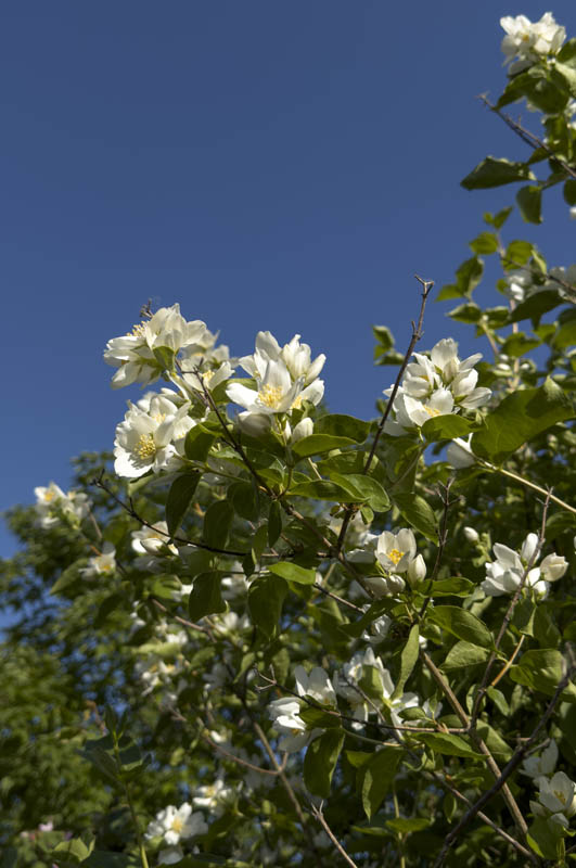 mock orange