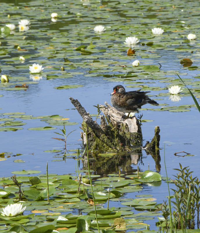 juvenile wood duck