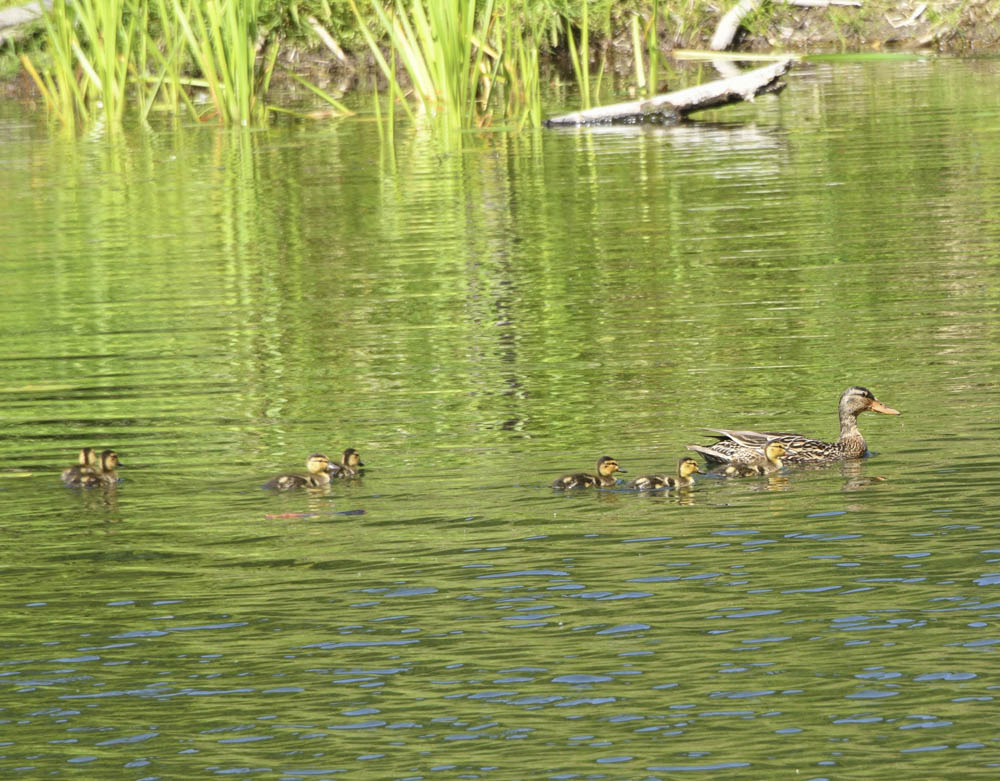 mama and ducklings