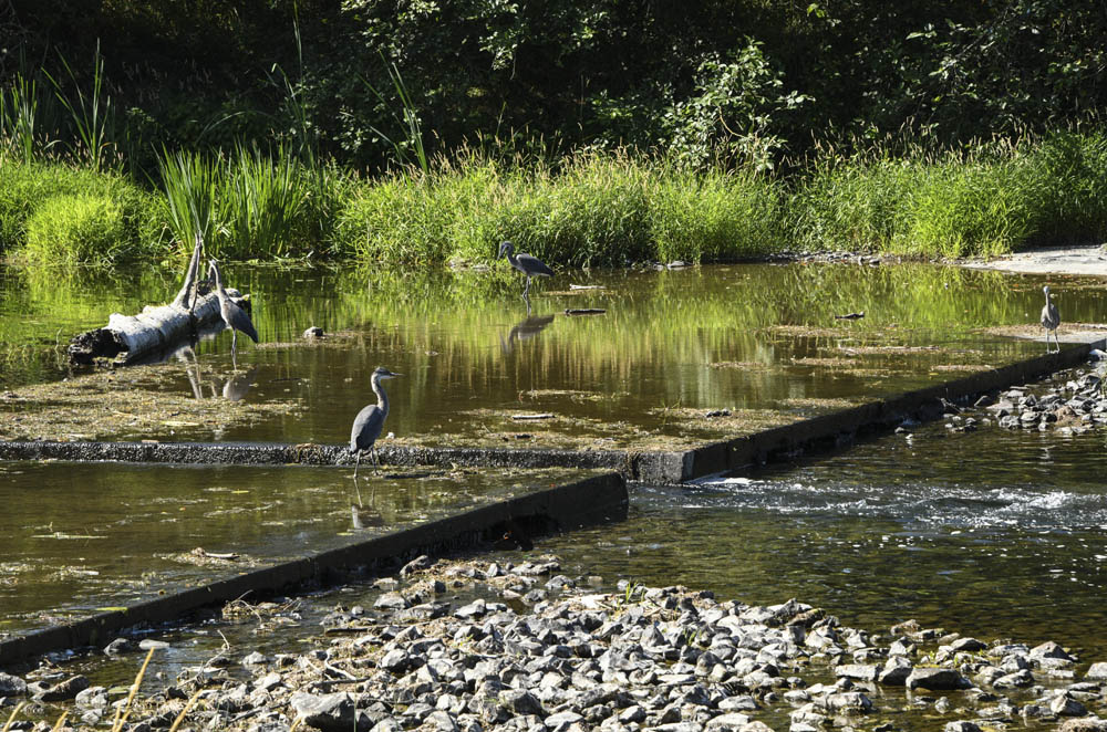 herons sammamish river weir