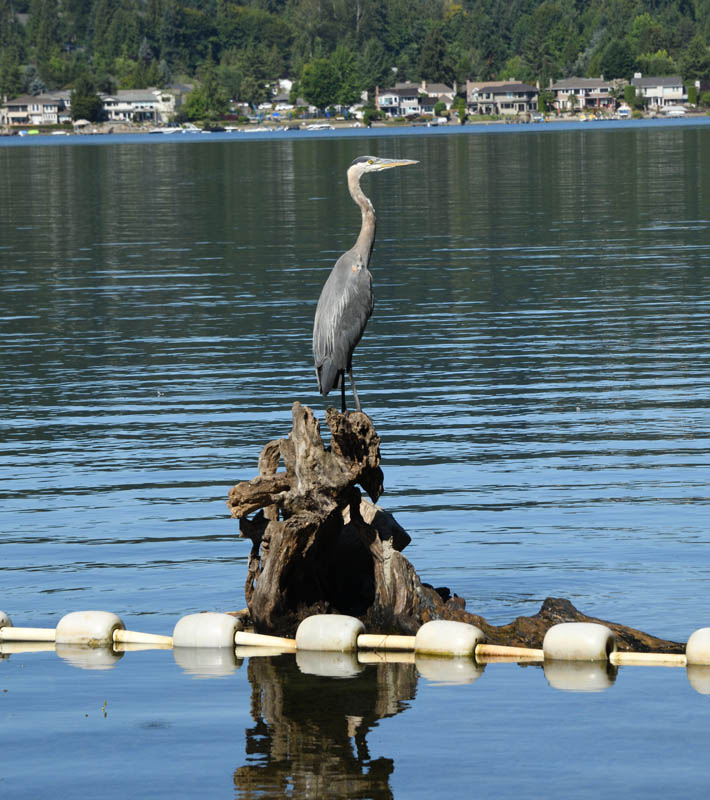 heron lake sammamish