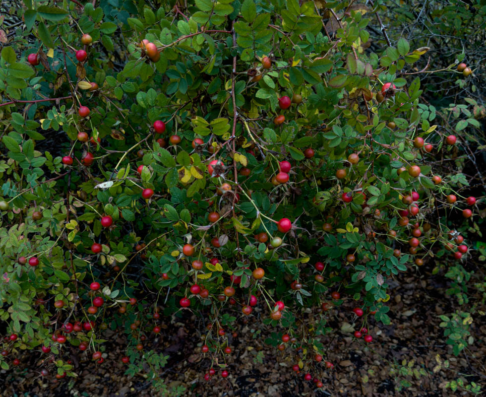 rose hips