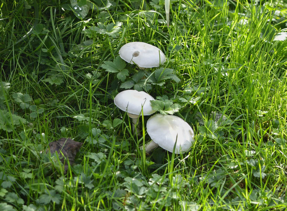 mushrooms