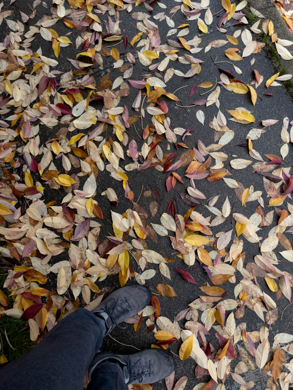 autumn sidewalk