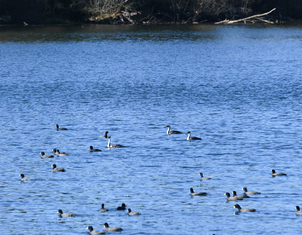 loons lake sammamish park 