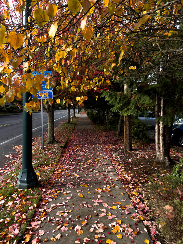 fall sidewalk