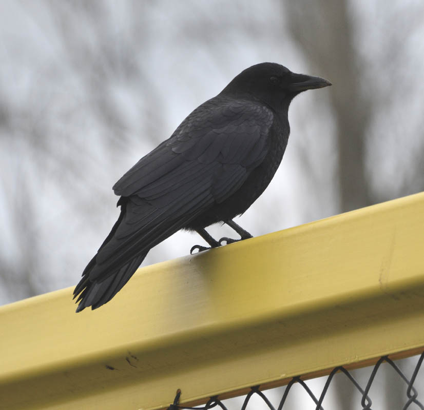 crow lake sammamish park