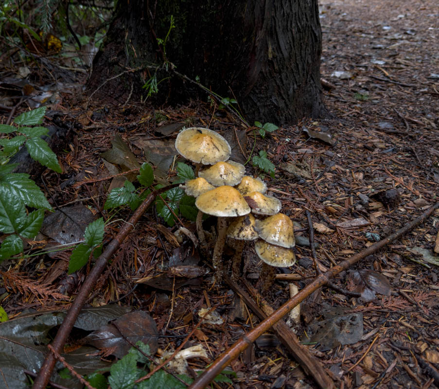 mushrooms big rock park