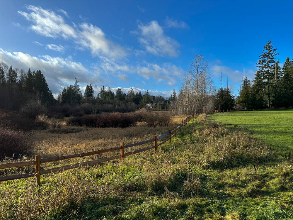 sammamish wetland