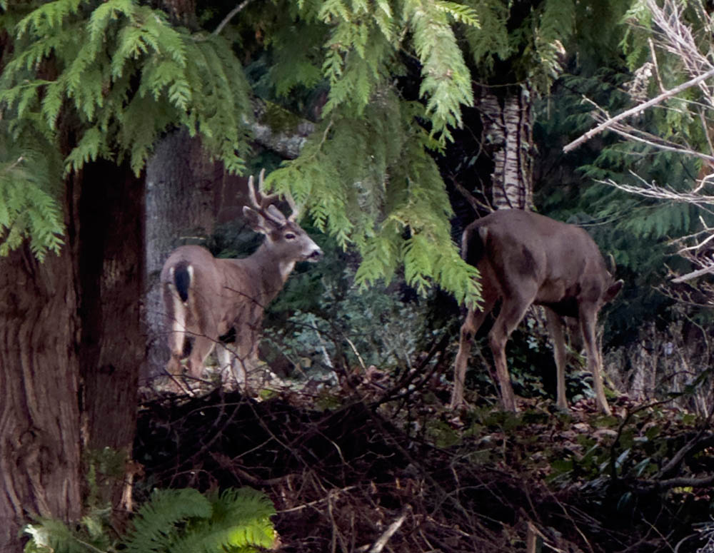 renton deer