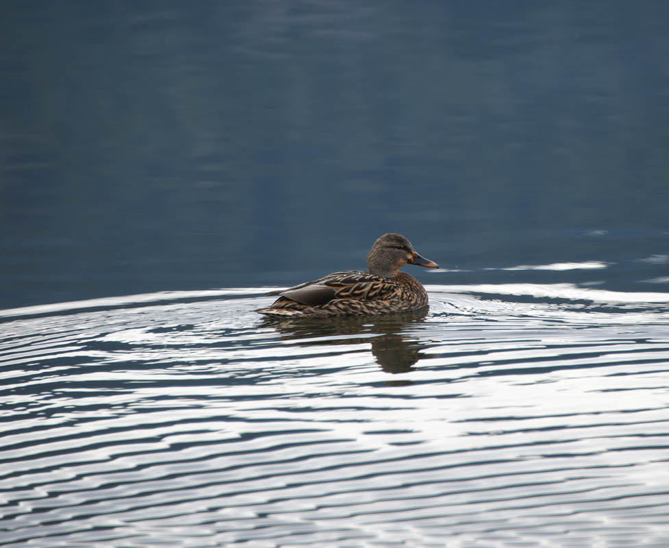 duck lake sammamish park