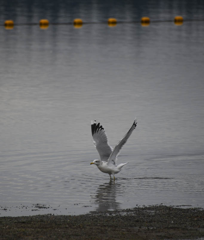 gull lake sammamish park