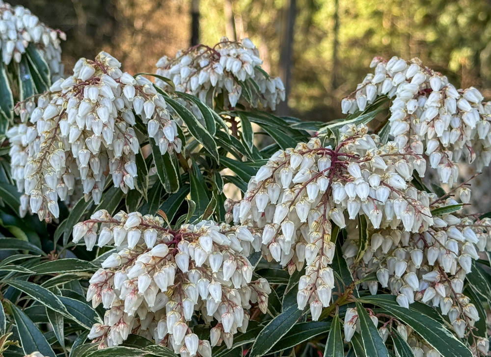 pieris at godfreys