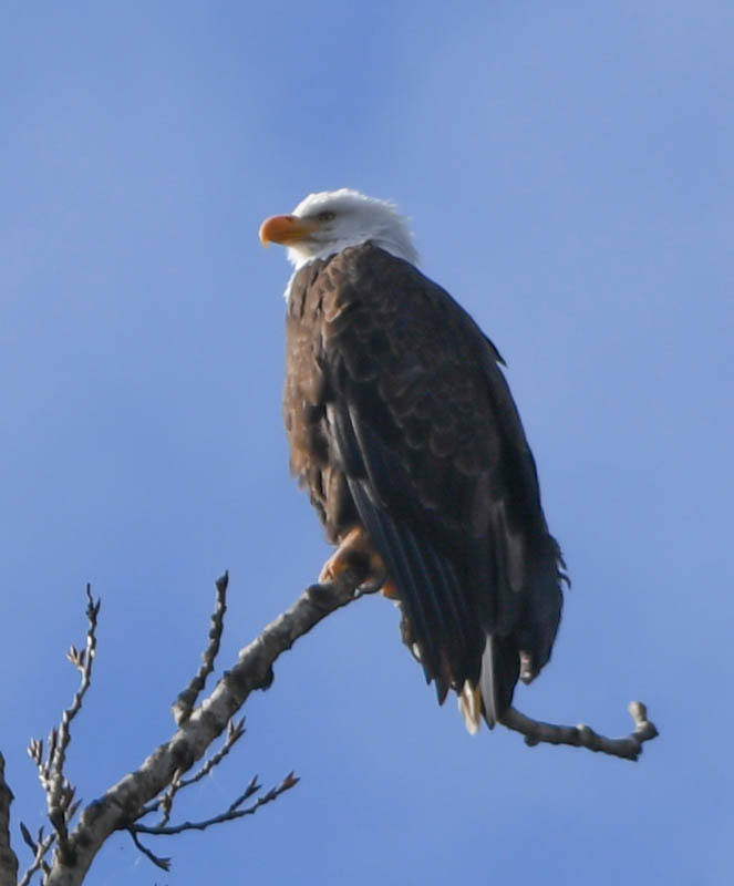 eagle at lake samammish park