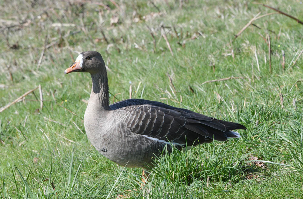 white fronted goose sammamish river