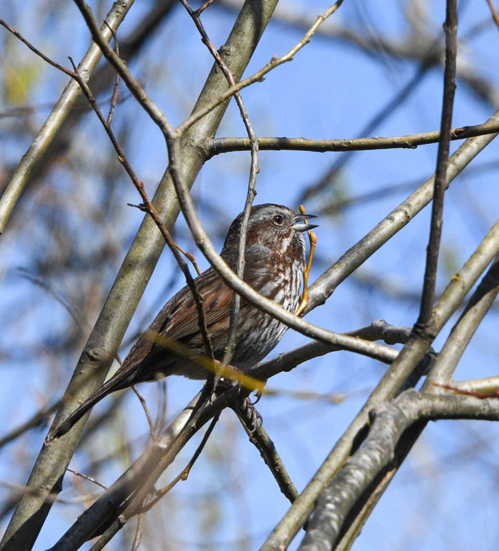 singing sparrow marymoor
