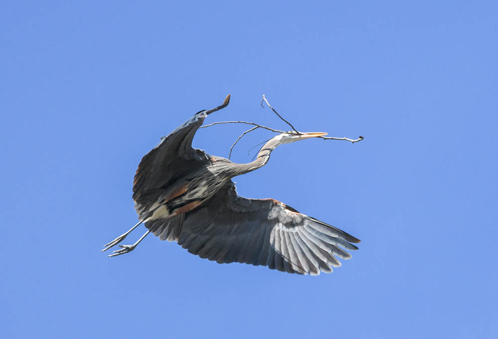 heron marymoor rookery