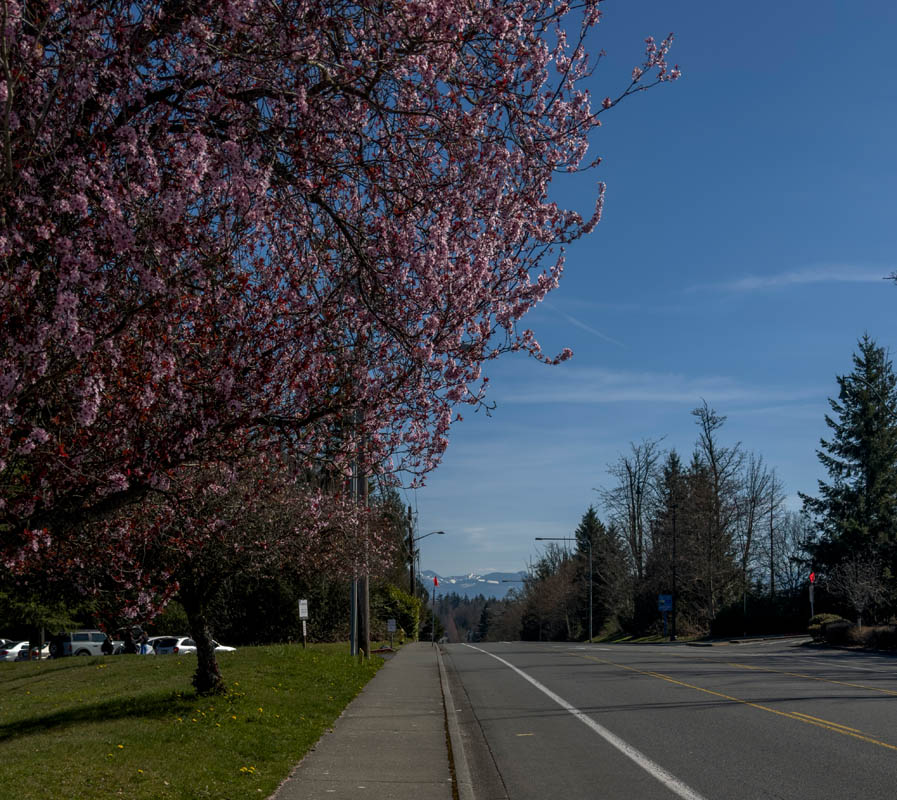 cascade mtns from sammamish se 8th