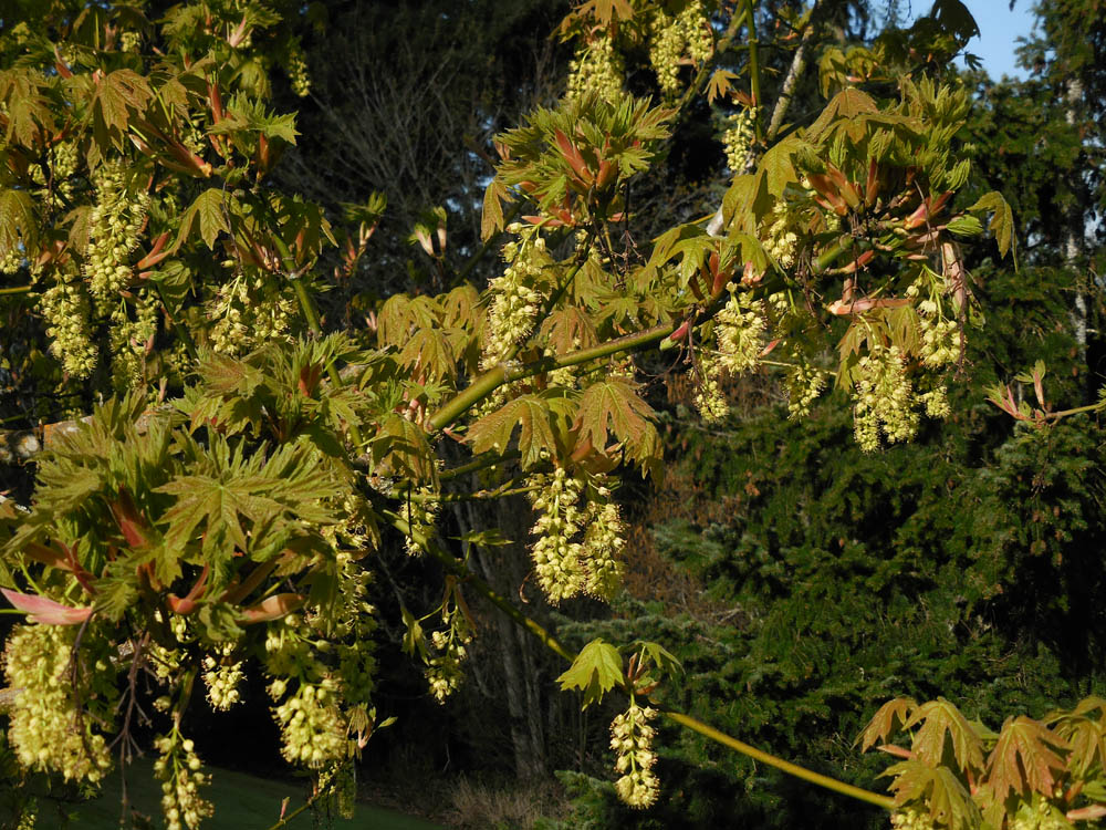 maple flowers