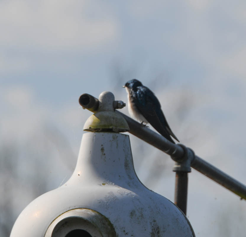 martin sammamish river
