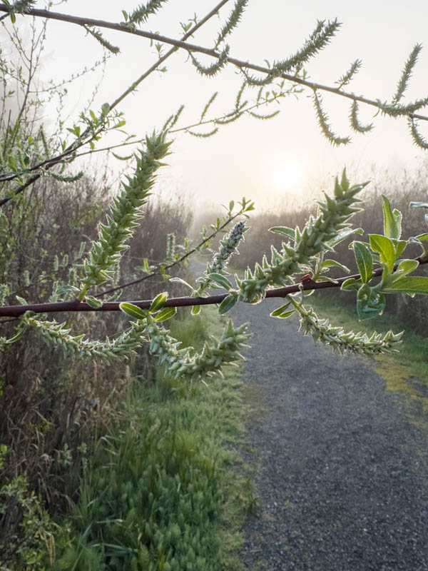 willow flowers tree farm