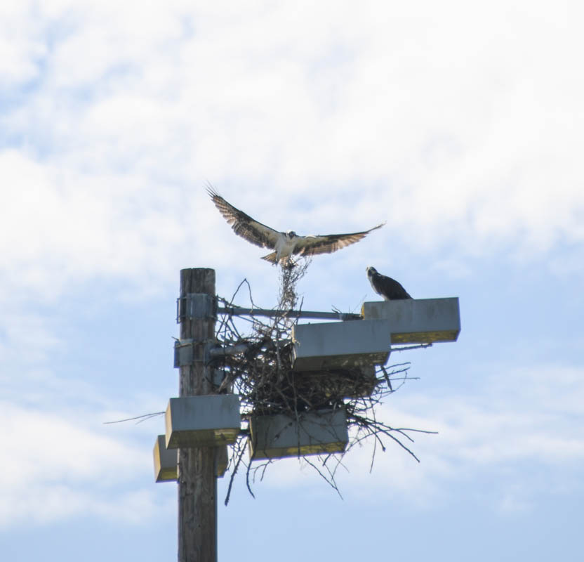 ospreys marymoor