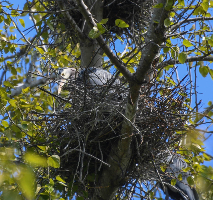 nesting heron marymoor